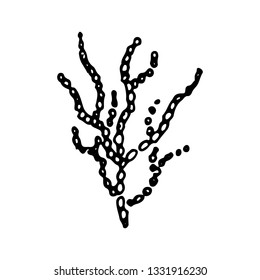 Hand Drawn alga doodle. Sketch style icon. Marine underwater plants weeds and animals. Isolated on white background. Flat design. Vector illustration.
