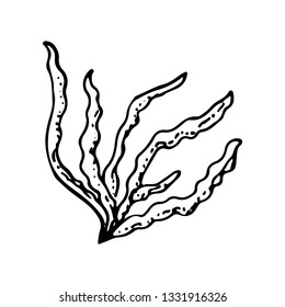 Hand Drawn alga doodle. Sketch style icon. Marine underwater plants weeds and animals. Isolated on white background. Flat design. Vector illustration.