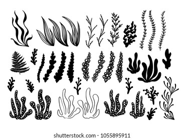 Hand drawn alga, sea plants and aquarium seaweed silhouette set. Vector illustration isolated on a white background.