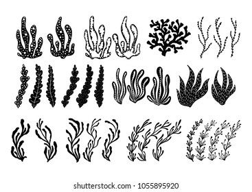 Hand drawn alga, sea plants and aquarium seaweed silhouette set. Vector illustration isolated on a white background.