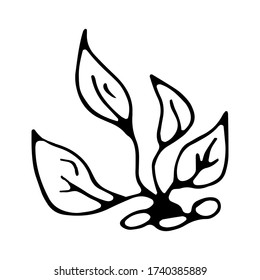 Hand drawn alga, sea plants and aquarium seaweed silhouette set. Vector illustration isolated on a white background.