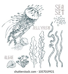 Hand drawn alga vector set on white background.