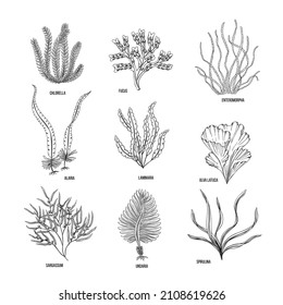 Hand drawn algae black set on white background. Vector illustration isolated sketch. Line art.