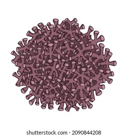 Algas dibujadas a mano Rhodolith y un boceto de medicina coralina para tratamiento de diseño médico. Diseño aislado. Ilustración vectorial.