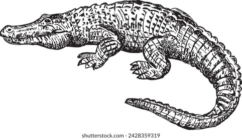 Hand Drawn Alligator Illustration Sketch, Gator Ink Drawing