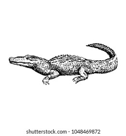 Hand drawn alligator. Sketch, vector illustration.