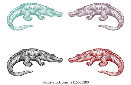 Hand Drawn Alligator Vector Illustration. Crocodile Doodle Style, Sketch Illustration
