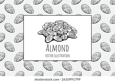 Hand drawn almond nut vector illustration in engraving style