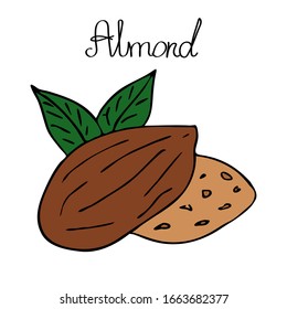 Handgezeichneter Mandelbaum. Einfache Vektorillustration, einzelne Elemente. Nut und Hülle mit Blättern. Bunt mit handgezeichnet Schild. 
