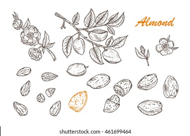Almond Sketch Stock Illustrations  4188 Almond Sketch Stock  Illustrations Vectors  Clipart  Dreamstime