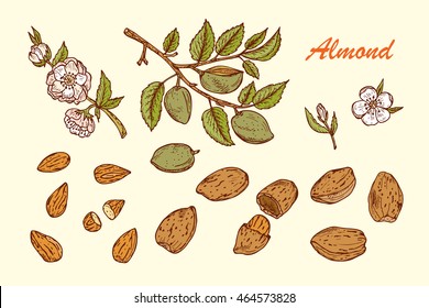 Almonds dibujado a mano: Ramas con hojas y fruta inmadura. Almendras florecientes. Nueces y núcleos. Ilustración vectorial.