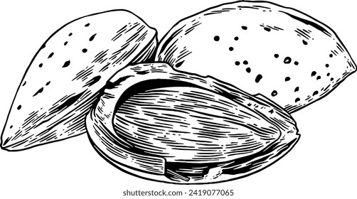 Hand drawn Almonds Sketch Illustration