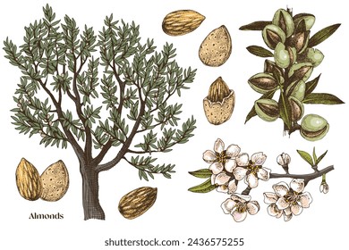 Conjunto de vector de almendras dibujadas a mano