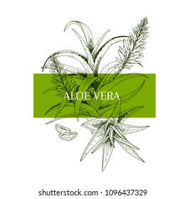 Hand drawn aloe vera branch and flower. Engraved vector banner. healing. Food ingredient, aromatherapy, cooking. For cosmetic package design, medicinal herb, treating, healt care.