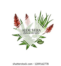 Hand drawn aloe vera branch and flower. Engraved vector banner. Moisturizing and healing. Food ingredient, aromatherapy, cooking. For cosmetic package design, medicinal herb, treating, healt care.