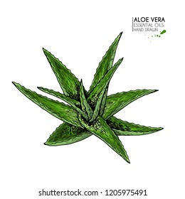 Hand drawn aloe vera bunch. Engraved colored vector illustration. Medical, cosmetic plant. Moisturizing serum, healthcare. Good for cosmetics, medicine, treating, aromatherapy package design skincare.