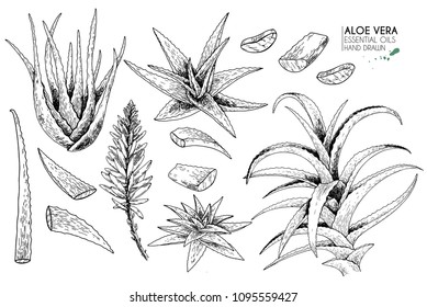 Hand drawn aloe vera bush, flower, slices. Engraved vector illustration. Medical, cosmetic plant. Moisturizing serum, healthcare. Cosmetics, medicine, treating, aromatherapy, package design, skincare.