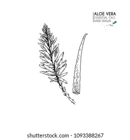 Hand drawn aloe vera flower. Engraved vector illustration. Medical, cosmetic plant. Moisturizing serum, healthcare. Good for cosmetics, medicine, treating, aromatherapy, package design, skincare.