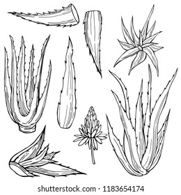 Hand drawn aloe vera plant. Vector sketch  illustration.