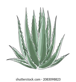 Hand drawn aloe vera plant