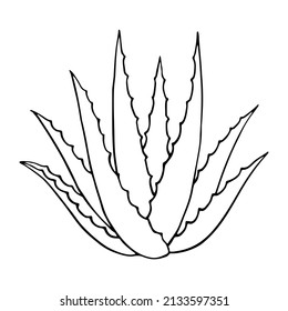 Hand Drawn Aloe Vera Plant