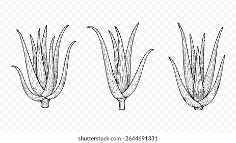 Hand drawn aloe vera plant illustration isolated on transparent background vector sketch