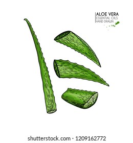 Hand drawn aloe vera sliced leaves. Engraved colored vector illustration. Medical, cosmetic plant. Moisturizing serum, healthcare. Good for cosmetics, medicine, treating, package design, skincare.