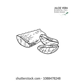Hand drawn aloe vera slices. Engraved vector illustration. Medical, cosmetic plant. Moisturizing serum, healthcare. Good for cosmetics, medicine, treating, aromatherapy, package design, skincare.