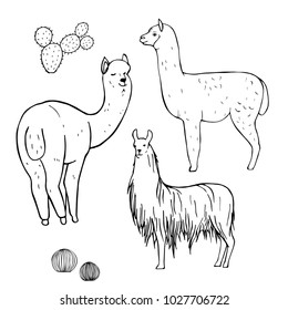 Hand drawn alpacas. Vector sketch  illustration.