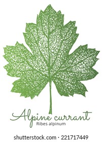 Hand drawn Alpine currant leaf. Isolated vector. 