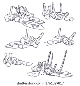 Hand Drawn Alpinia Galanga. Galangal, Root, Leaves. Vector Sketch Illustration 