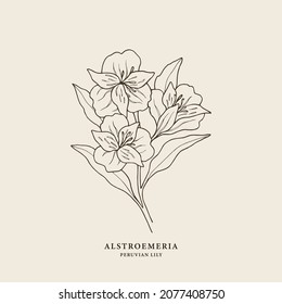 Ilustración de alstroemeria dibujada a mano. Flor de Sudamérica