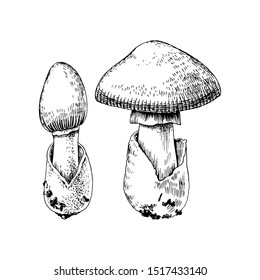 Hand drawn amanita caesarea mushroom. vector illustration