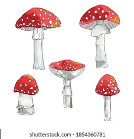 Hand drawn amanita mushrooms isolated on white background vector illustration. 