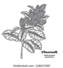 Hand drawn Amaranth branch with leaves and flowers isolated on white background. Medical herbs. Vector illustration engraved.