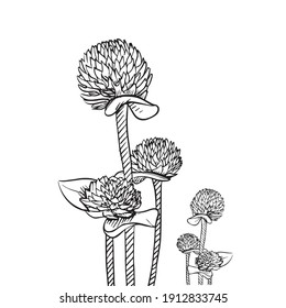 Hand Drawn Amaranth flowers Black and white drawing with line-art on white backgrounds.
