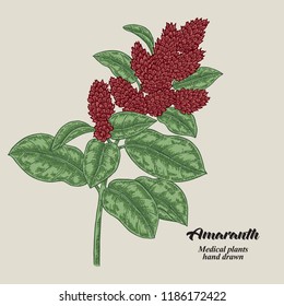 Hand drawn Amaranth with leaves and flowers. Medical herbs. Vector illustration.