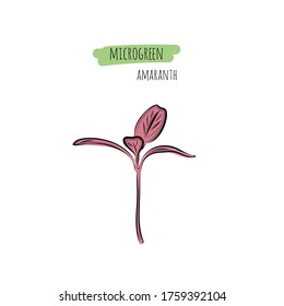 Hand drawn amaranth micro greens. Vector illustration in sketch style isolated on white background