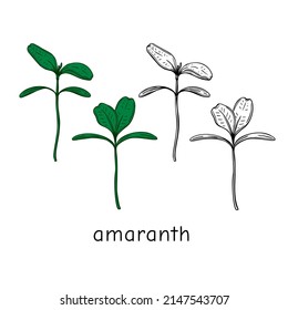 Hand dibujó micro verdes de amaranto. Ilustración vectorial en el estilo de esbozo aislado en fondo blanco
