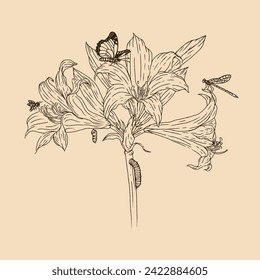 Hand drawn amaryllis belladonna. Vector floral illustration