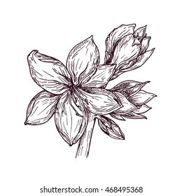 hand drawn Amaryllis vector illustration