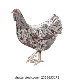 Hand drawn ameraucana chicken illustration