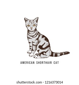 Hand drawn American Shorthair cat . Vector illustration