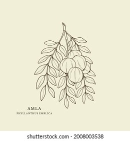 Hand drawn amla branch. Botanical illustration