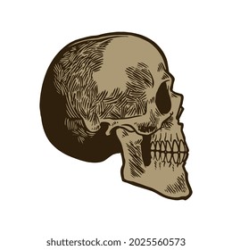 Hand drawn anatomic human skull vintage engraving sketch. Scary cranium isolated on white background. Can be used for t-shirt designing, poster, decoration or other uses. Vector illustration.