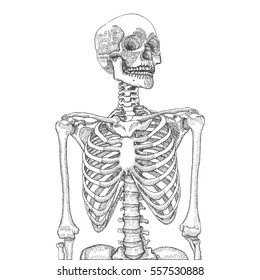 Hand drawn anatomical medical human ribcage with skull. On white background. Designed for t-shirt print. Vector illustration.