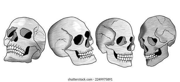 Conjuntos de vectores de cráneos anatómicos dibujados a mano. Colección de los cráneos humanos esqueléticos dibujados con sombras aisladas sobre fondo blanco. Ilustración de diseño para impresión, decoración, pegatina, tela, tatuaje.