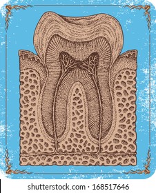 Hand drawn anatomical tooth.