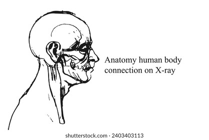 Hand drawn anatomy on white and black backgrounds. Anatomy human body connection, Vector hand drawn illustration