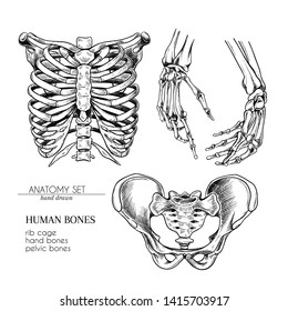 Hand drawn anatomy set. Vector human body parts, bones. Hands, rib cage or ches, pelvic bones. Vintage medicinal illustration. Use for Haloween poster, medical atlas, science realistic image
